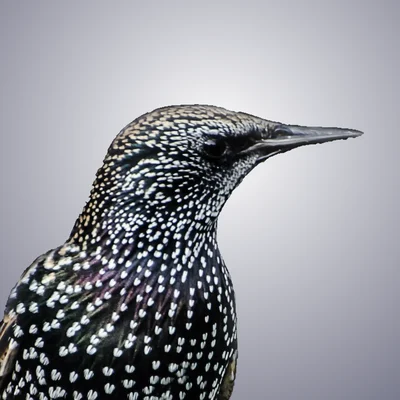 Starling Whistler