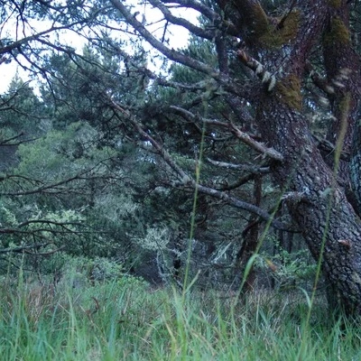 Dragging an Ox thru Water